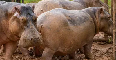 Kako je Eskobarov zoološki vrt poremetio ekosistem u Kolumbiji