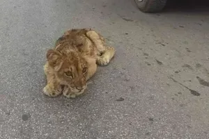 (VIDEO) Pronađeno mladunče lava kod Subotice: Prolaznici ga mazili