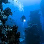 Ronilac snimio jadranske noćne predatore (VIDEO)