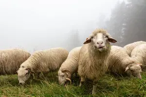 Ovce v Grčiji vdrle v steklenjak in pojedle 100 kilogramov konoplje