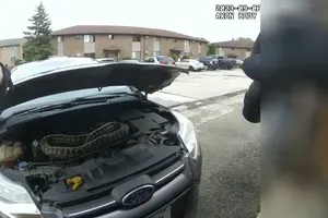 Voznika pod pokrovom avtomobila čakalo neprijetno presenečenje (VIDEO)