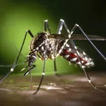 Obalne občine v boj proti komarjem: kako bodo pomagale prebivalcem?