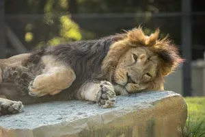 V ljubljanskem živalskem vrtu je poginil lev Maximus