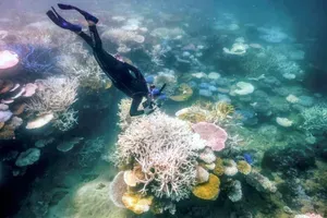 Svetovno znani koralni greben se sooča z največjimi težavami doslej