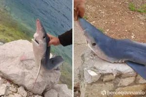 Ribič ujel eno najnevarnejših vrst morskega psa (FOTO)