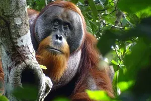Orangutan osupnil znanstvenike: “Tega še nismo videli”