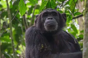 Šimpanzi kašljali in umirali: kaj se dogaja, sprva ni znal pojasniti nihče