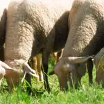 Da bi preprečili zaprtje, starši v šolo vpisali štiri ovce