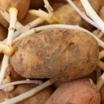 Kako shraniti krompir, da ne bo kalil: naredite, kar so delale že naše babice