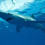 V Jadranskem morju ujel morskega psa, dolgega tri metre in težkega skoraj 200 kg
