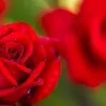 Enostaven trik, s katerim bodo vrtnice celo poletje bujno cvetele