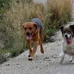 Ηράκλειο: Χειροπέδες σε 28χρονο που διατηρούσε 8 σκυλιά χωρίς κανόνες ευζωίας