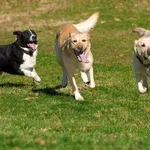 Στοιχεία-σοκ για την κακοποίηση ζώων: 900 ποινικές δικογραφίες σε έξι χρόνια