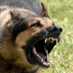 Διασωληνωμένος νοσηλεύεται τετράχρονος μετά από επίθεση σκύλου στα Χανιά (Βίντεο)