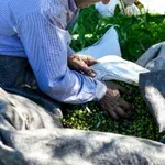 Ελαιοκομικό μητρώο: Υπόχρεοι και όσοι δε μαζεύουν ελιές