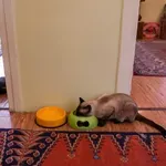 Φρίκη στη Θεσσαλονίκη: Είχαν κλεισμένες στο σπίτι 51 γάτες για να τις φάνε – «Αν το έκαναν κι άλλοι θα έπεφταν οι τιμές στο κρέας» (Βίντεο)