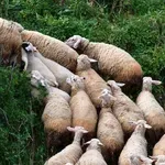 Ευλογιά των προβάτων: Παρατείνονται έως 7 Γενάρη τα μέτρα πρόληψης στην Κρήτη