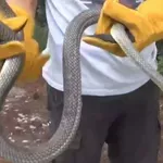 Εκτός κινδύνου ο 13χρονος από τη Σύρο που υπέστη δάγκωμα από φίδι – Μεταφέρθηκε στην Αθήνα