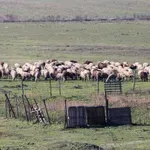 Ευλογιά των προβάτων: Μπλόκο στις παράνομες μετακινήσεις αιγοπροβάτων πριν το Πάσχα