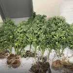 Πάτρα: Συνελήφθη ένας άνδρας με περίπου 13 κιλά κάνναβης