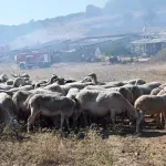 Αυξήθηκαν τα κρούσματα ευλογιάς – Ξεπερνούν τις 420.000 οι θανατώσεις ζώων