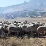 Τηλεδιάσκεψη για τον αφθώδη πυρετό στη Λέσβο – Εμβολιασμό των κοπαδιών ζητούν οι κτηνοτρόφοι
