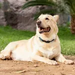 Πώς να μάθει ο σκύλος να μένει μόνος στο σπίτι – Τα σωστά βήματα για να αποφύγετε άγχος και καταστροφές