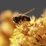 Επιστημονική αποστολή για την ποικιλομορφία σπάνιων εντόμων σε Αιγαίο, Ρόδο και Πελοπόννησο