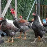 Απίστευτο: Παράνομο κοτέτσι και στάνη στον 16ο όροφο πολυκατοικίας στους Αμπελόκηπους (Βίντεο)