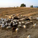 Πάνω από 2.500 νέες θανατώσεις αιγοπροβάτων λόγω ευλογιάς