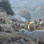 Ανάκληση 1,74 εκατ. ευρώ για καμπάνια ευλογιάς αιγοπροβάτων – Τι αποκαλύπτει έγγραφο του Υπουργείου Αγροτικής Ανάπτυξης