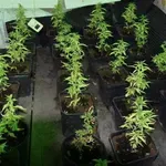 Θεσσαλονίκη: Συνελήφθη 44χρονος που είχε κάνναβη σε γλάστρες και 4 ηλεκτρονικές ζυγαριές ακριβείας