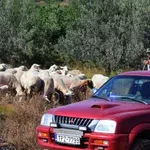 Κοζάνη: Νεκρά πρόβατα εντοπίστηκαν σε πλαγιά στην Πτελέα – Συναγερμός στις αρχές