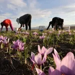 Κλιματική αλλαγή και έλλειψη εργατών «γονατίζουν» τον κρόκο Κοζάνης