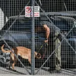 Κύκλωμα με κλεμμένα Ι.Χ.: Τα εμφάνιζαν ως «εισαγωγής», έβγαζαν πλαστές άδειες και τα πουλούσαν online