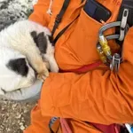 Κτηνωδία στο Πήλιο: Πέταξαν κουτάβια σε βάραθρο 20 μέτρων – Σώθηκε μόνο ένα