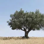 Τραγωδία στην Ηλεία: 70χρονος βρέθηκε κρεμασμένος σε ελιά – Οικογενειακό δράμα πίσω από τον θάνατο