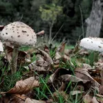 Αίσιο τέλος για το ζευγάρι που έφαγε δηλητηριώδη μανιτάρια – Δεν θα χρειαστούν μεταμόσχευση ήπατος (Βίντεο)