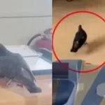 Περιστέρια τρώνε το φαγητό ασθενών στο Νοσοκομείο του Ρίου (Βίντεο)