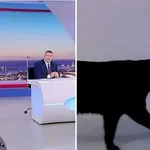 Αναστάτωση στο πλατό του ΣΚΑΪ από το ρομπότ Σοφία – Tρόμαξε και αποχώρησε ο γάτος της εκπομπής.