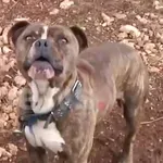 Σε καταφύγιο το πίτμπουλ μετά την τραγωδία στη Ζάκυνθο – Επιτροπή θα κρίνει αν θα θανατωθεί