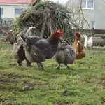 Γρίπη των πτηνών: Πόσο κοντά είμαστε στο να μεταδοθεί στους ανθρώπους