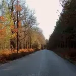 Φολόη: Ο ομορφότερος δρόμος του κόσμου ίσως και να βρίσκεται στην Πελοπόννησο