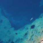 Ελληνική τραγωδία: Οι σπάνιες φώκιες που κρύβονται σε σπηλιές για να γλιτώσουν από τον τουρισμό