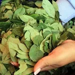 Βολιβία: Η επιφάνεια των καλλιεργειών κόκας αυξήθηκε κατά 10% το 2024