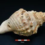 Ισπανία: Τα αρχαιότερα μουσικά όργανα στην Ευρώπη ήταν αυτά τα κοχύλια-τρομπέτες