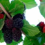 Ηράκλειο: Ήθελε να κλαδέψει την μουριά και κατέληξε με πολλαπλά κατάγματα