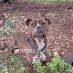 Ζάκυνθος: Συνελήφθησαν οι γονείς μετά τον φρικτό θάνατο 2χρονου από την επίθεση του οικογενειακού πίτμπουλ