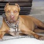 Ζάκυνθος: Το πίτμπουλ της οικογένειας κατασπάραξε το 2χρονο αγόρι – Υπό κράτηση οι γονείς