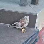 Πως έσωσα το Σάκη! (Μια ιστοριούλα για να σιάξει το μέσα μας, τώρα στις γιορτές)